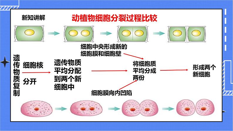 冀教版生物七上2.1细胞第4课时 课件+教案+练习+素材07