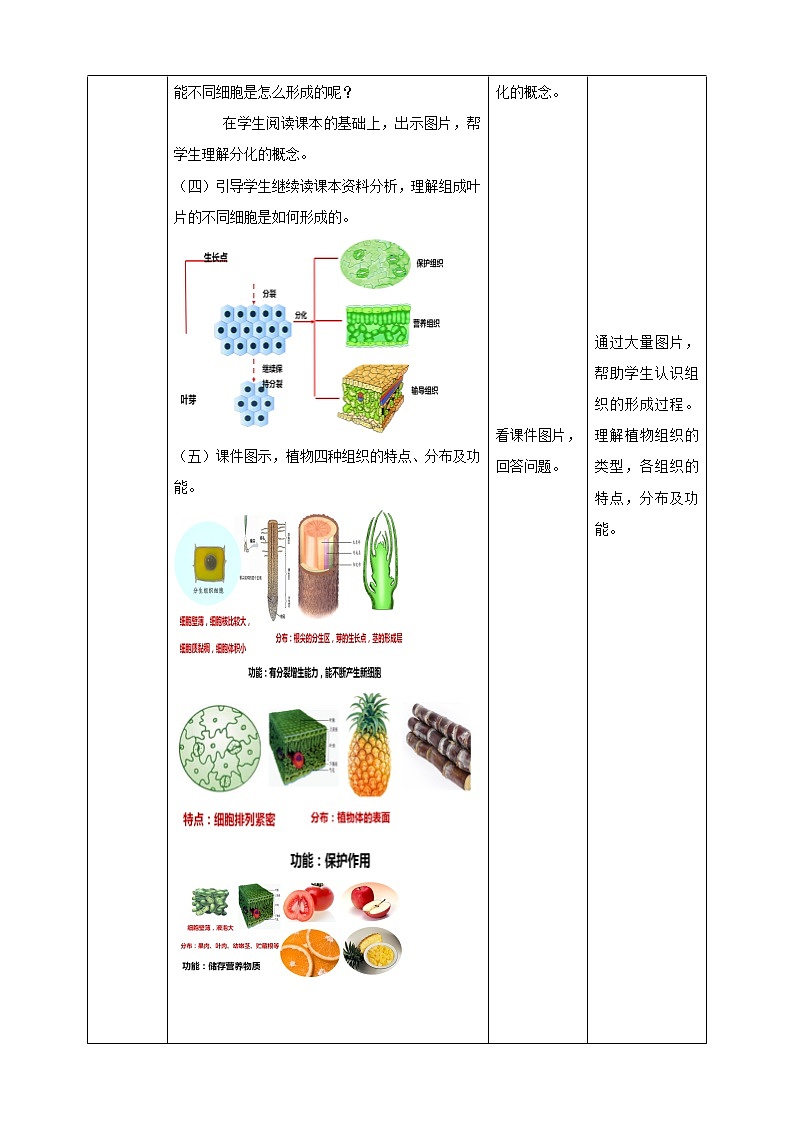 冀教版生物七上2.2 细胞分化形成组织 课件+教案+练习02