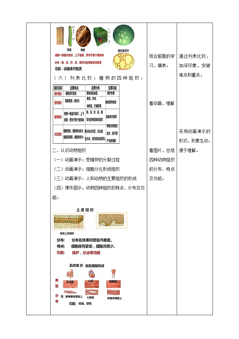 冀教版生物七上2.2 细胞分化形成组织 课件+教案+练习03