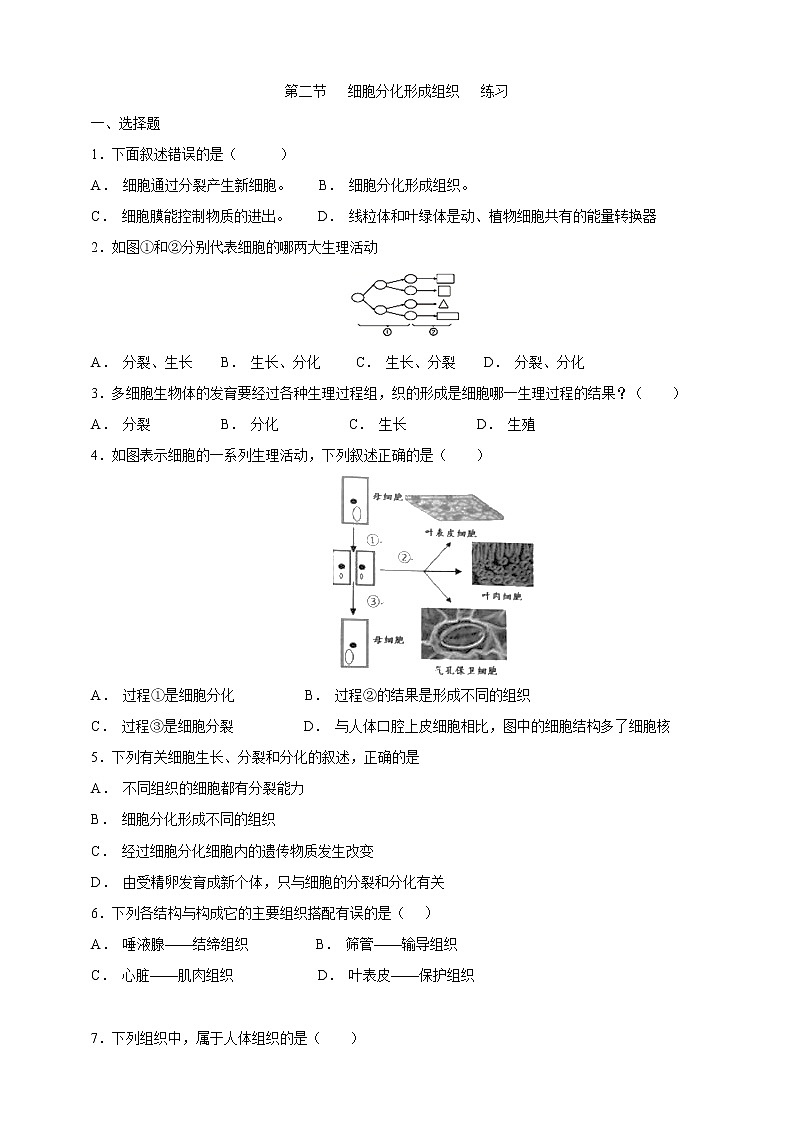 冀教版生物七上2.2 细胞分化形成组织 课件+教案+练习01