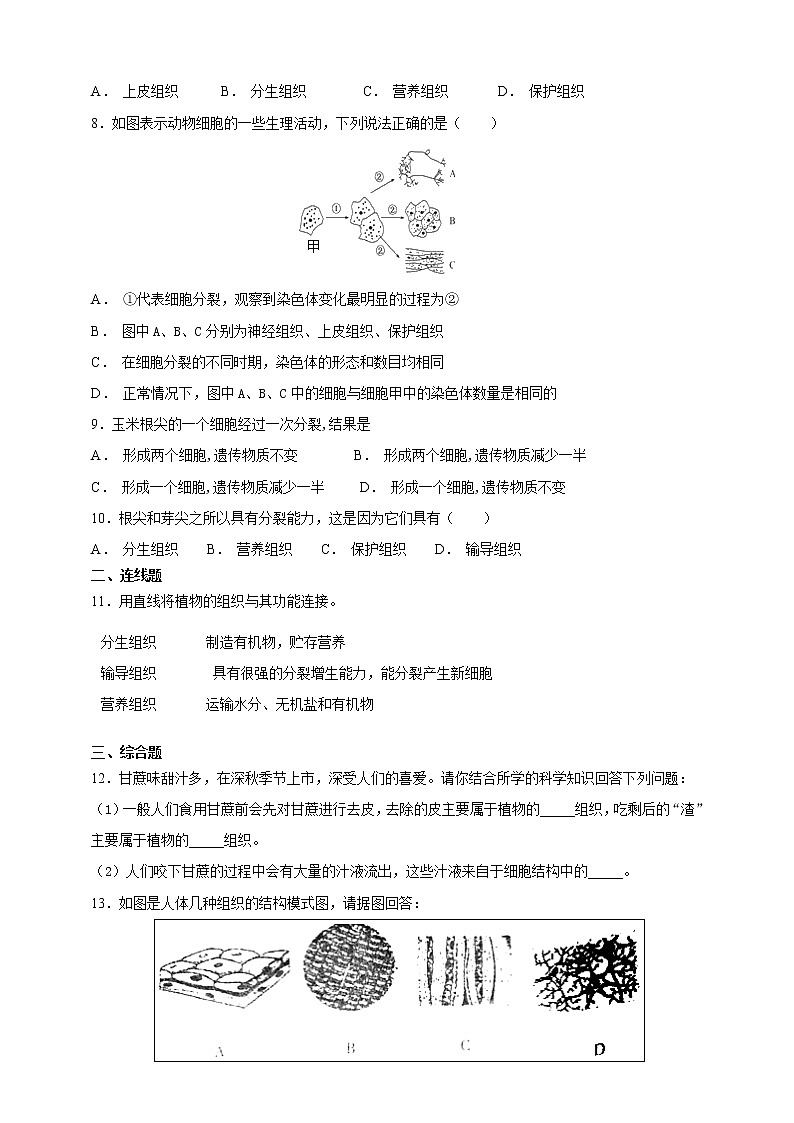 冀教版生物七上2.2 细胞分化形成组织 课件+教案+练习02