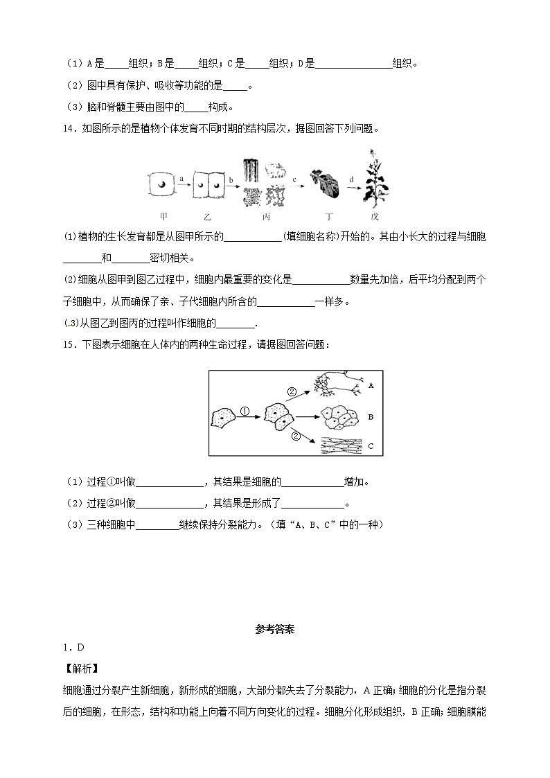 冀教版生物七上2.2 细胞分化形成组织 课件+教案+练习03