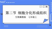 冀少版七年级上册第二节 细胞分化形成组织优质ppt课件