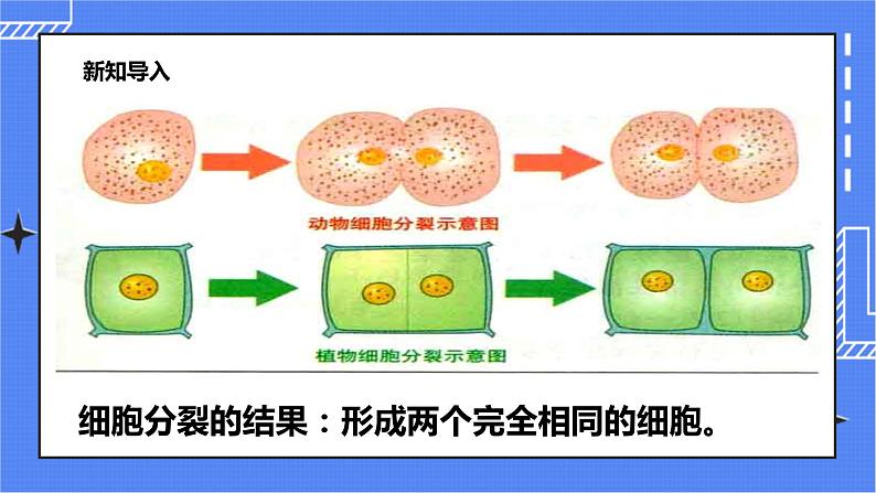 冀教版生物七上2.2 细胞分化形成组织 课件+教案+练习02