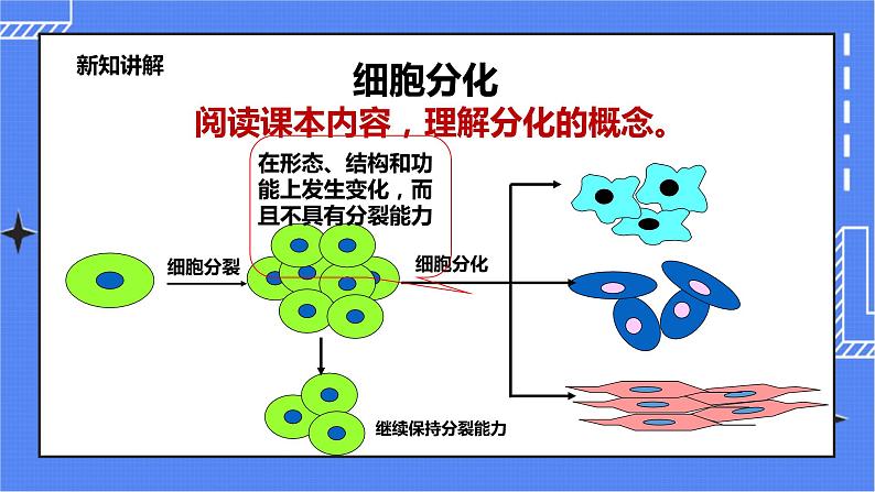 冀教版生物七上2.2 细胞分化形成组织 课件+教案+练习06