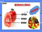 冀教版生物七上2.3 多细胞生物体 课件+教案+练习