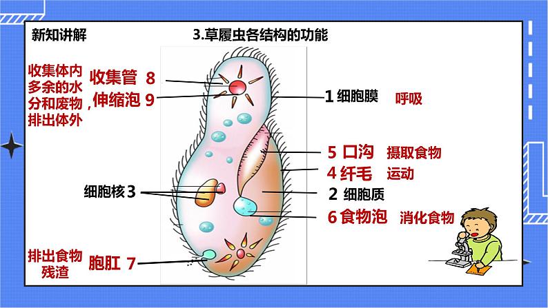 冀教版生物七上2.4单细胞生物 课件第6页