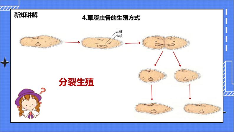 冀教版生物七上2.4单细胞生物 课件第7页