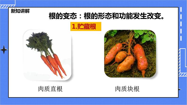 冀教版生物七上3.1 在实验室观察生物 课件+教案+练习+素材06
