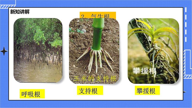 冀教版生物七上3.1 在实验室观察生物 课件+教案+练习+素材07