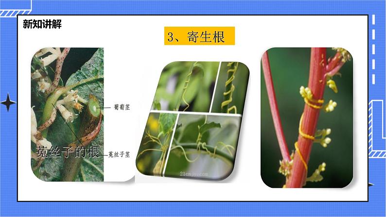 冀教版生物七上3.1 在实验室观察生物 课件+教案+练习+素材08