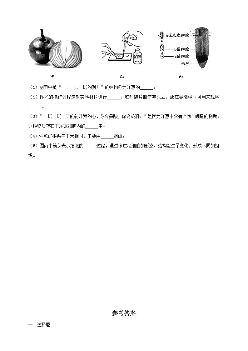 冀教版生物七上3.1 在实验室观察生物 课件+教案+练习+素材02