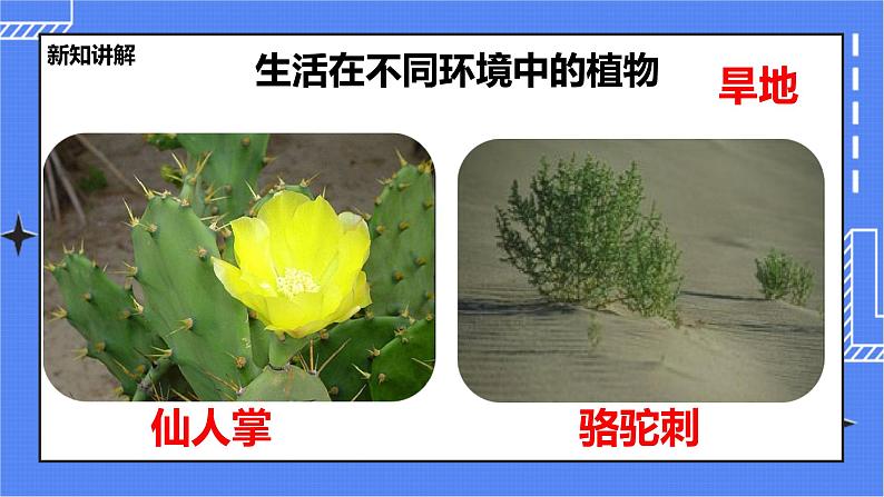 冀教版生物七上3.2校园植物调查 课件第8页