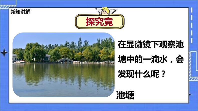 冀教版生物七上3.3 藻类植物 课件+教案+练习03