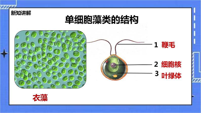 冀教版生物七上3.3 藻类植物 课件+教案+练习05