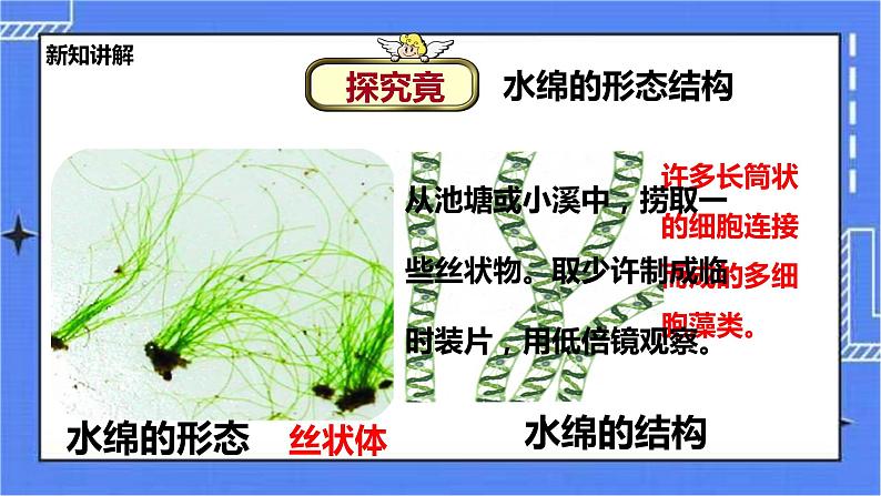 冀教版生物七上3.3 藻类植物 课件+教案+练习07