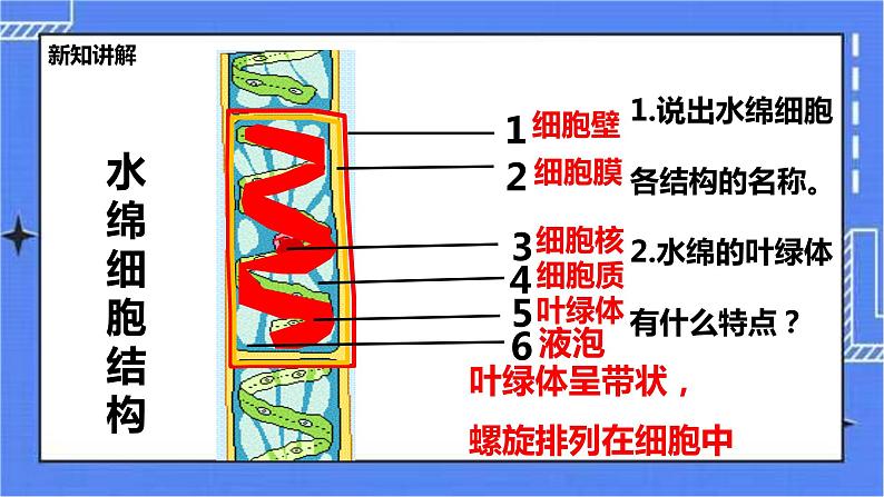 冀教版生物七上3.3 藻类植物 课件+教案+练习08