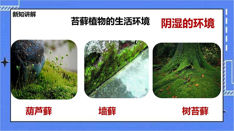 冀教版生物七上3.4 苔藓植物和蕨类植物 课件+教案+练习05