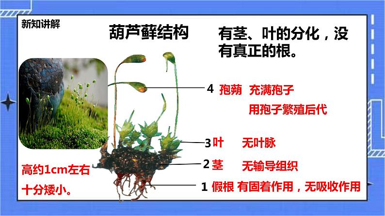 冀教版生物七上3.4 苔藓植物和蕨类植物 课件+教案+练习07