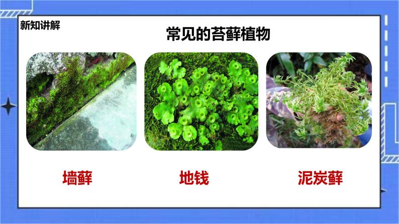 冀教版生物七上3.4 苔藓植物和蕨类植物 课件+教案+练习08