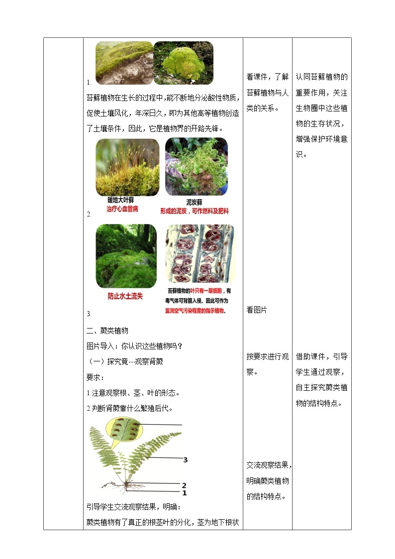 冀教版生物七上3.4 苔藓植物和蕨类植物 课件+教案+练习03