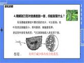 冀教版生物七上3.5 裸子植物 课件+教案+练习