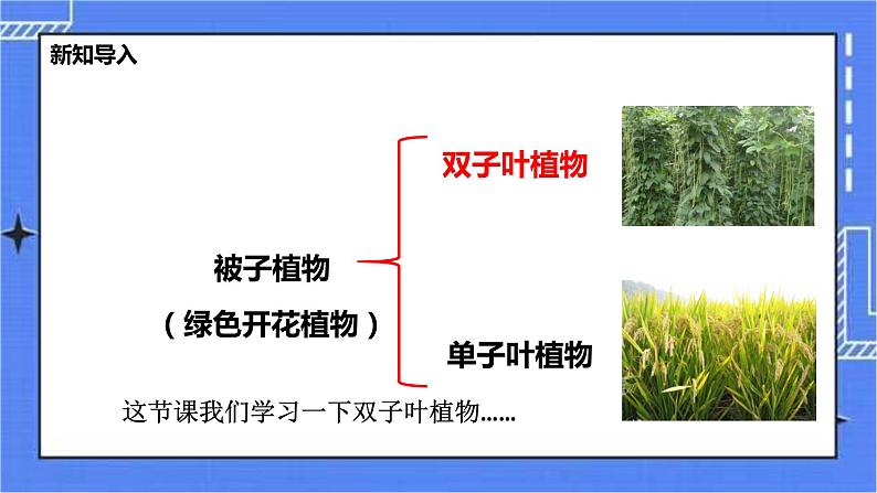 冀教版生物七上3.6被子植物第1课时 课件+教案+练习05