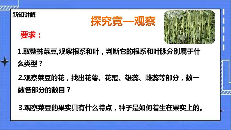 冀教版生物七上3.6被子植物第1课时 课件+教案+练习07