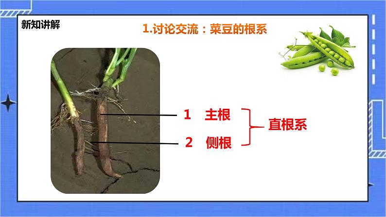 冀教版生物七上3.6被子植物第1课时 课件+教案+练习08