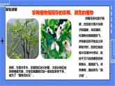 冀教版生物七上3.7我国的珍稀植物 课件+教案+练习