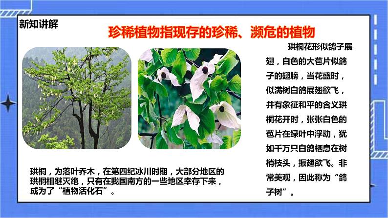 冀教版生物七上3.7我国的珍稀植物 课件+教案+练习05
