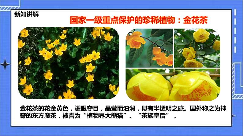 冀教版生物七上3.7我国的珍稀植物 课件+教案+练习06