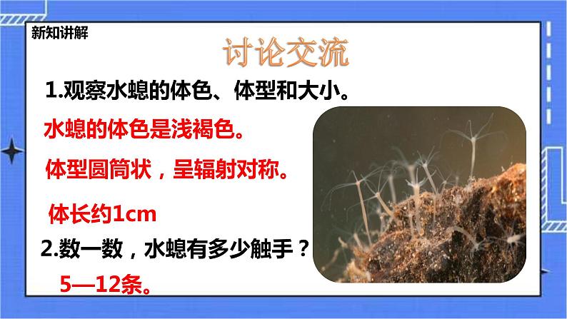 冀教版生物七上4.2腔肠动物和扁形动物 课件+教案+练习+素材04