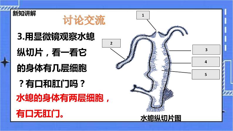 冀教版生物七上4.2腔肠动物和扁形动物 课件+教案+练习+素材05