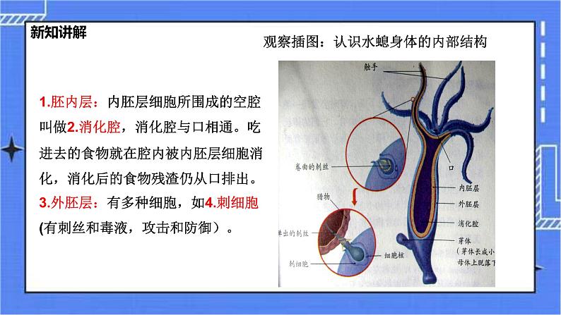 冀教版生物七上4.2腔肠动物和扁形动物 课件+教案+练习+素材06