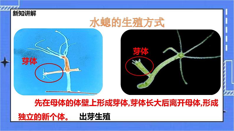 冀教版生物七上4.2腔肠动物和扁形动物 课件+教案+练习+素材08