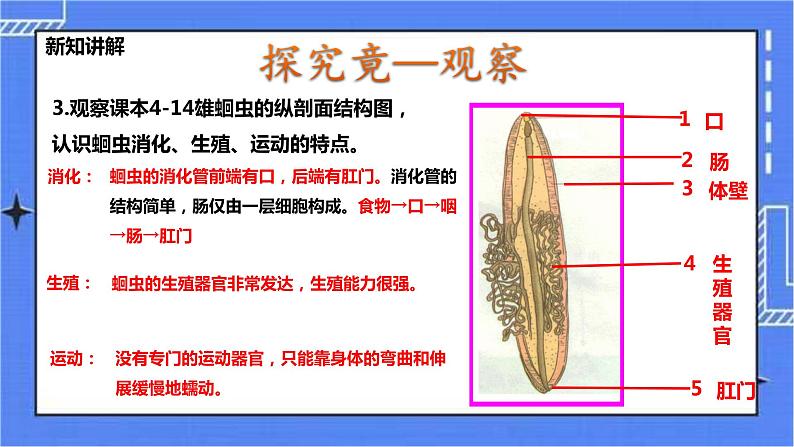 冀教版生物七上4.3线形动物和环节动物 课件第4页