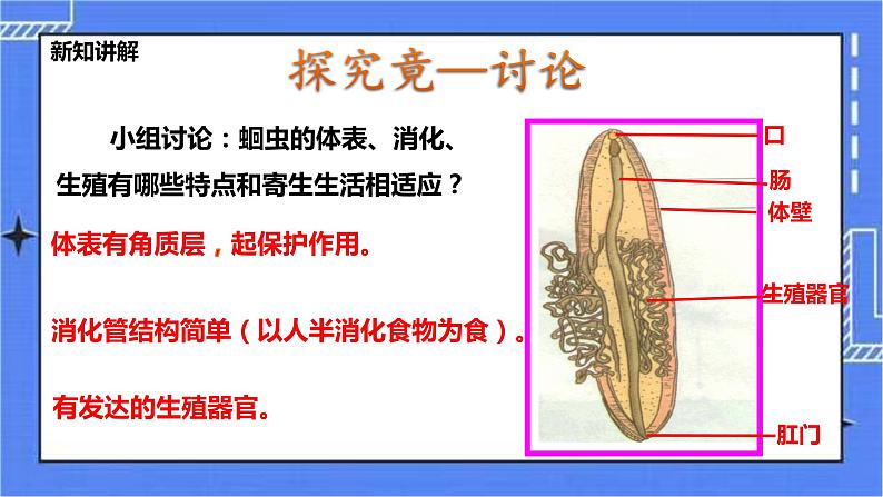 冀教版生物七上4.3线形动物和环节动物 课件第5页