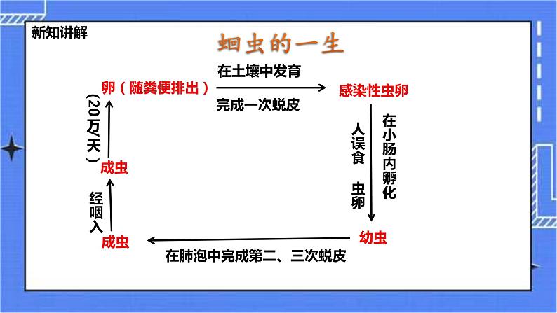 冀教版生物七上4.3线形动物和环节动物 课件第7页