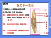 冀教版生物七上4.3线形动物和环节动物  课件+教案+练习