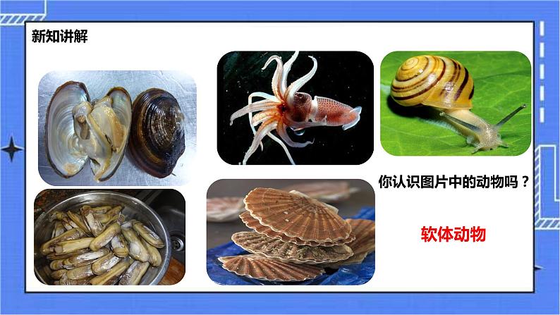 冀教版生物七上4.4软体动物  课件+教案+练习+素材03