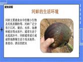 冀教版生物七上4.4软体动物  课件+教案+练习+素材