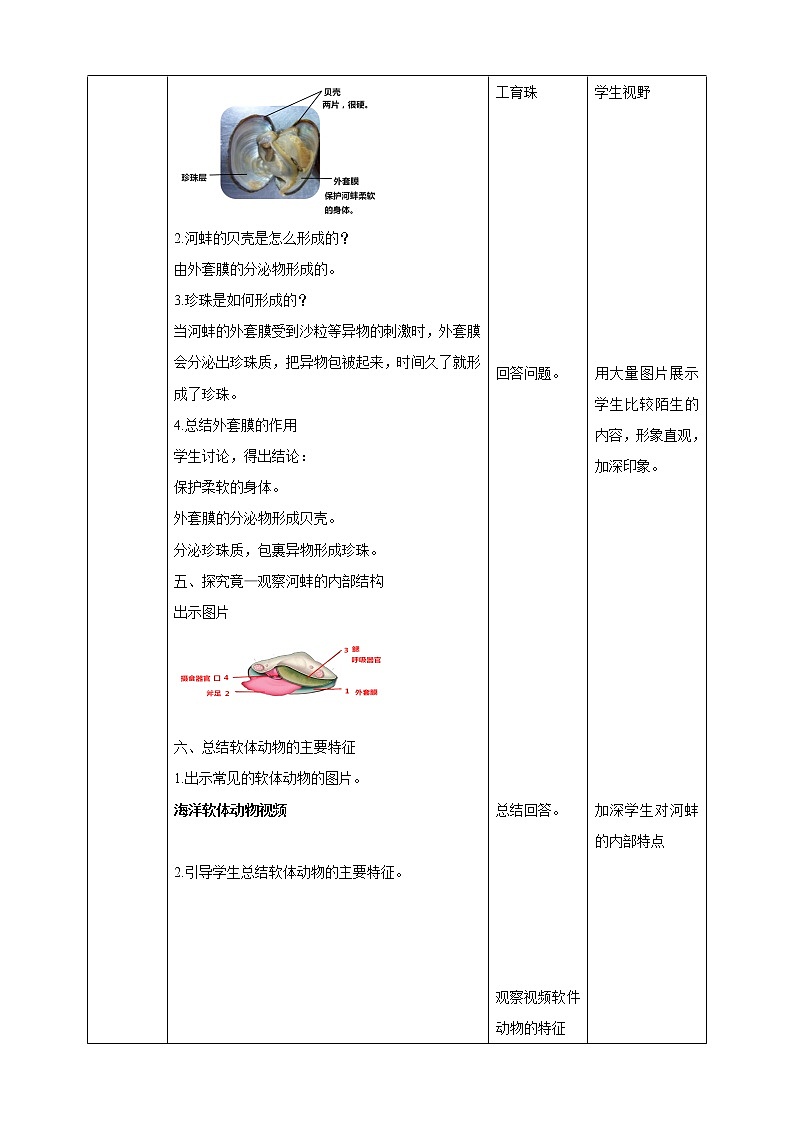 冀教版生物七上4.4软体动物  课件+教案+练习+素材03