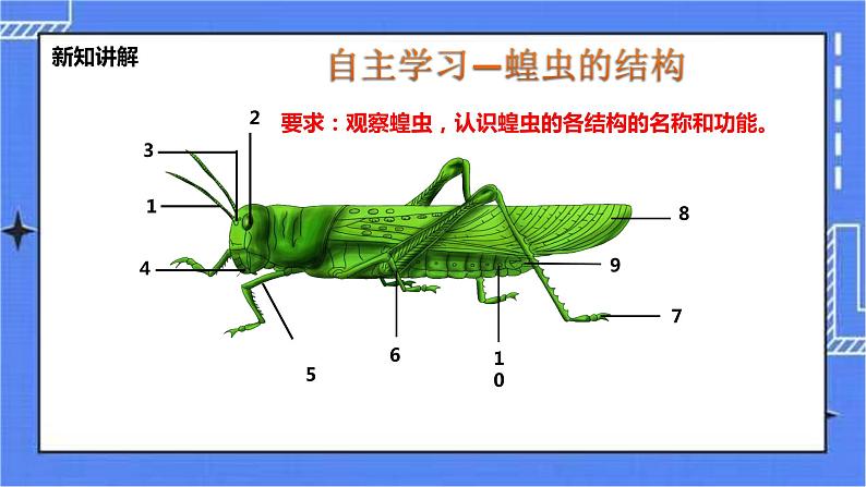 冀教版生物七上4.5节肢动物 课件+教案+练习05