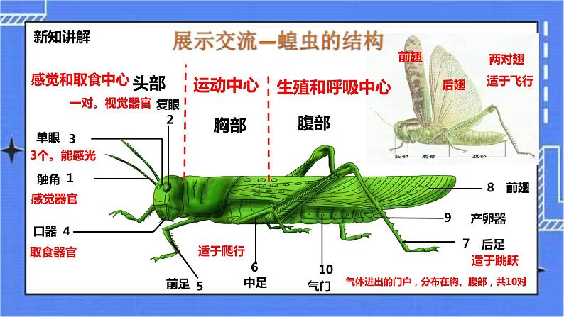 冀教版生物七上4.5节肢动物 课件+教案+练习06