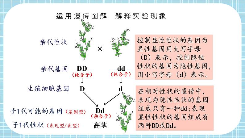 第七单元第2章 生物的遗传与变异（复习课件）- 2022-2023学年人教版生物八年级下册单元综合复习07