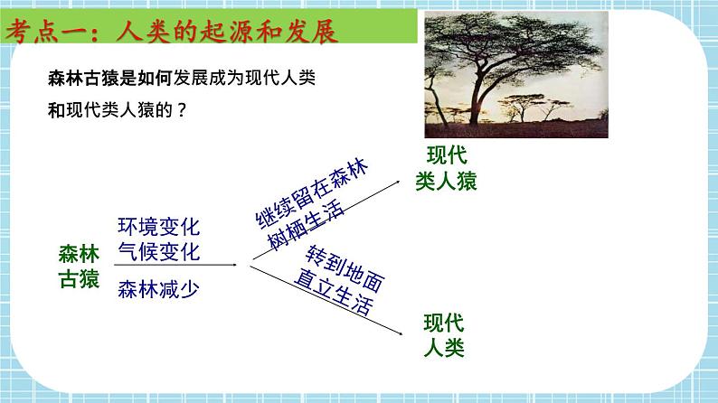 单元复习01 人的由来【知识梳理】——2022-2023学年人教版生物七年级下册单元综合复习课件PPT04