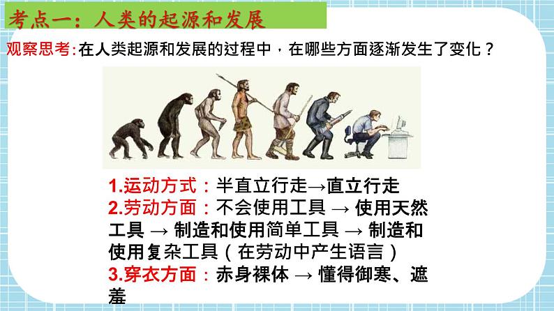 单元复习01 人的由来【知识梳理】——2022-2023学年人教版生物七年级下册单元综合复习课件PPT06