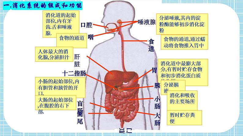 单元复习02 人体的营养【知识梳理】——2022-2023学年人教版生物七年级下册单元综合复习课件PPT08