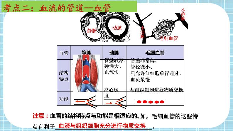 单元复习04 人体内物质的运输【知识梳理】——2022-2023学年人教版生物七年级下册单元综合复习课件PPT07